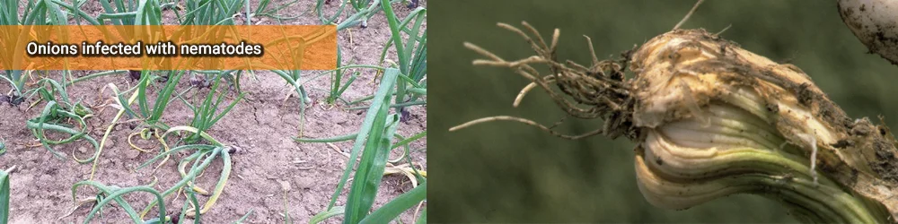 Onions infected with nematodes
